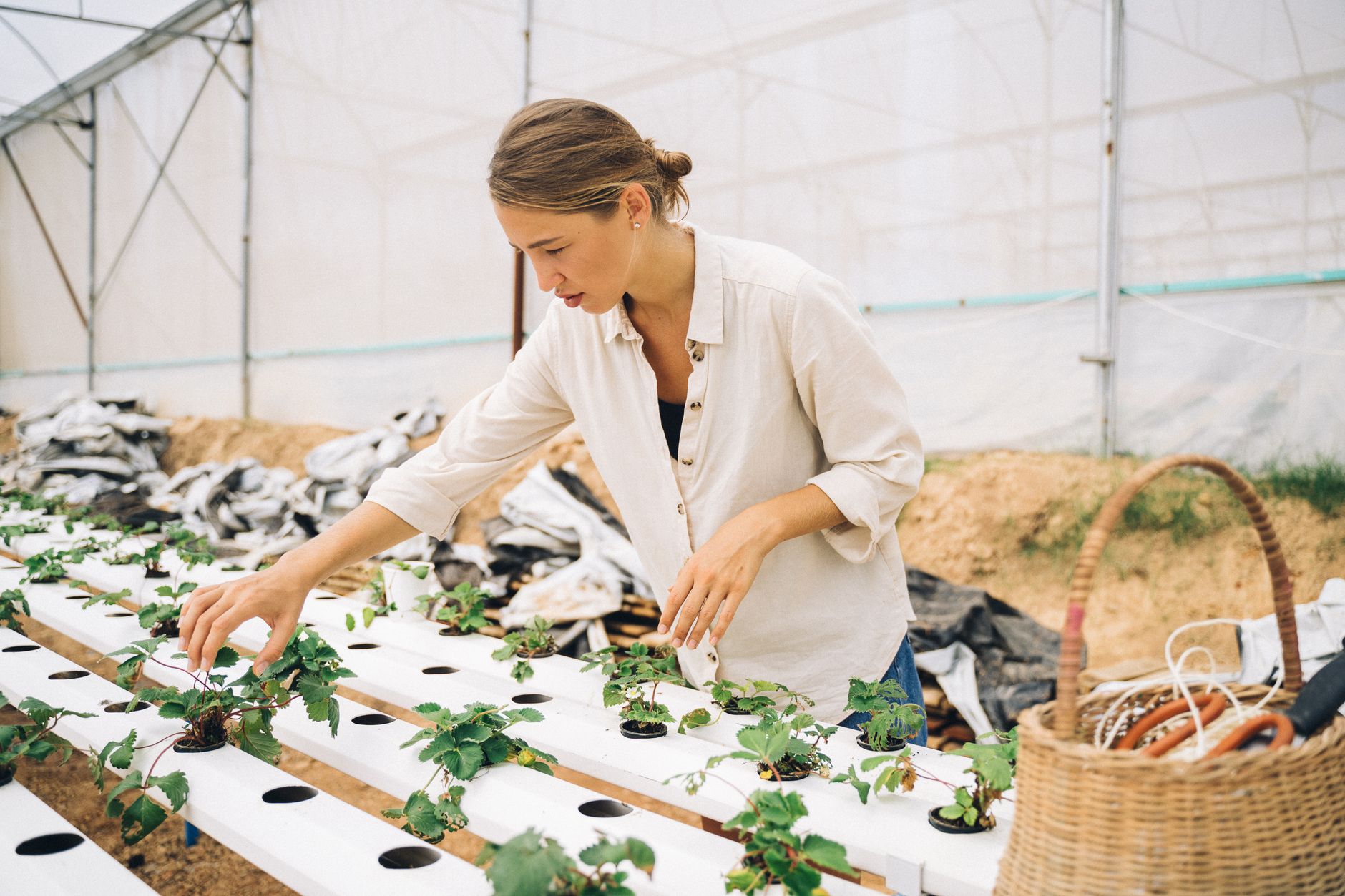 Indoor-Garden-System mit Kräutern, das in einem Gewächshaus gepflegt wird